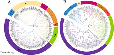 Genome-wide identification of rice CXE gene family and mining of alleles for potential application in rice improvement